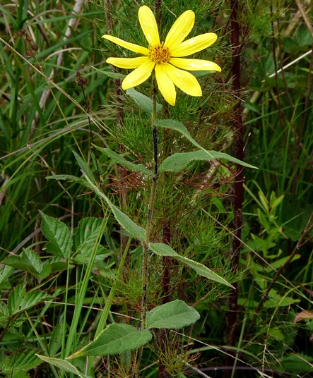 {Helianthus hirsutus}